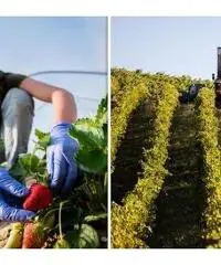 Operaio Agricolo Operaio Agricolo