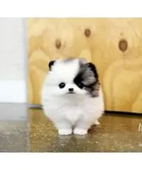 cuccioli bella Pomerania / Pomerania