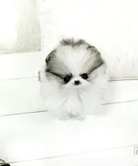 cuccioli bella Pomerania / Pomerania