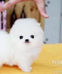 cuccioli bella Pomerania / Pomerania