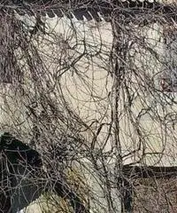 Rustico a Senigallia in provincia di Ancona 450mq