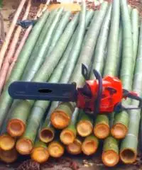 Vendo canne di bambù bambu con diametro da 1 cm. fino a 10 cm.