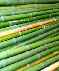 Vendo canne di bambù bambu con diametro da 1 cm. fino a 10 cm.