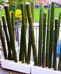 Vendo canne di bambù bambu con diametro da 1 cm. fino a 10 cm.