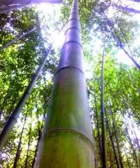 Vendo canne di bambù bambu con diametro da 1 cm. fino a 10 cm.