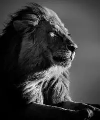 alla ricerca di una ragazza