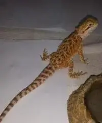 Dragho barbuto poghona victiceps