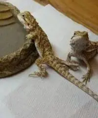 Dragho barbuto poghona victiceps