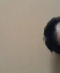 Onesto e sincero Onesto e sincero