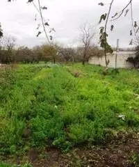 Vendita Agricolo in Strada Provinciale San Vito - Scisciano