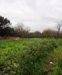 Vendita Agricolo in Strada Provinciale San Vito - Scisciano