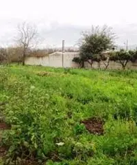 Vendita Agricolo in Strada Provinciale San Vito - Scisciano