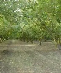 Vendita Agricolo da 1200mq