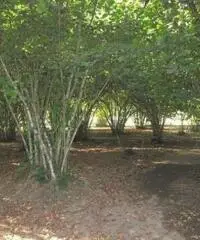 Vendita Agricolo da 1200mq