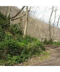 Vendita Agricolo in Via Circonvallazione Vendita Agricolo in Via Circonvallazione
