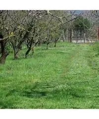 Vendita Agricolo in Via Circonvallazione Vendita Agricolo in Via Circonvallazione