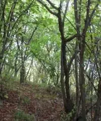 Vendita Agricolo in Via Circonvallazione Vendita Agricolo in Via Circonvallazione