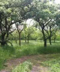 Vendita Agricolo in Via Circonvallazione Vendita Agricolo in Via Circonvallazione