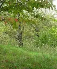 Vendita Agricolo in Via Circonvallazione Vendita Agricolo in Via Circonvallazione