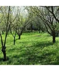 Vendita Agricolo in Via Circonvallazione