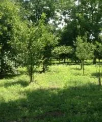 Vendita Agricolo in via Malatesta