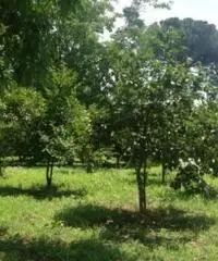 Vendita Agricolo in via Malatesta