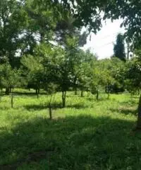 Vendita Agricolo in via Malatesta