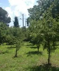 Vendita Agricolo in via Malatesta