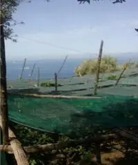 Vendita Agricolo in Largo Vescovado