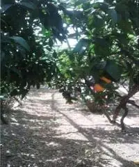 Vendita Agricolo in Largo Vescovado