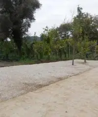 Vendita Agricolo in Via Mortella