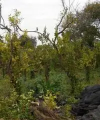 Vendita Agricolo in Via Mortella