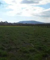 Vendita Agricolo in Via Cesapepere Vendita Agricolo in Via Cesapepere