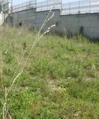 Vendita Agricolo in Via Pantaleo