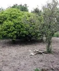 terreno agricolo 2100mq e casa indipendente 120mq