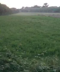 Lido Di Licola: Vendita Agricolo in Via Santa Maria Goretti