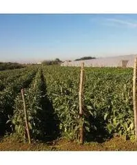 Privato terreno coltivabile mq 4200 Euro 30