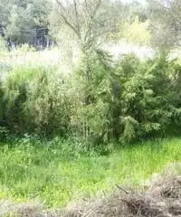 Vendita Agricolo in Via San Martino Malacoccola