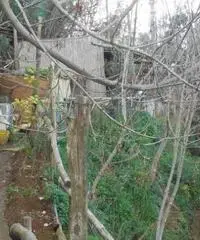 Vendita Agricolo in Via Campitiello