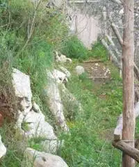 Vendita Agricolo in Via Campitiello