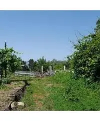 Vendita Agricolo in Via Sibilla, 00