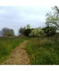 Vendita Agricolo in strada provinciale Scalandrone
