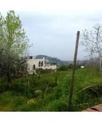 Vendita Agricolo in strada provinciale Scalandrone