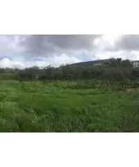 Vendita Agricolo da 6000mq