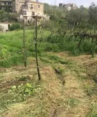 Vendita Agricolo da 6000mq