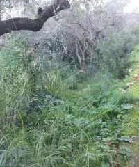 Vendita Agricolo in Via Veterino