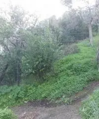 Vendita Agricolo in Via Veterino