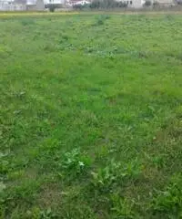 Vendita Agricolo in strada statale 7 bis