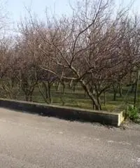 Vendita Agricolo in Via Sant'Agnello