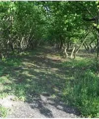 Vendita Agricolo in Via dei Pizzariello